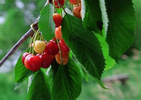 Wild cherry